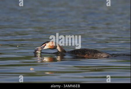 Greben ernähren sich von Fischen, aber gelegentlich ist ihr Fang zu groß, um ihn trotz großer Anstrengung zu schlucken! Stockfoto