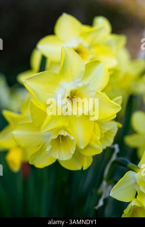 Narzissus 'Verdin' blüht im Frühjahr. Blassgelb duftende Narzissen mit hellerer Mitte Stockfoto