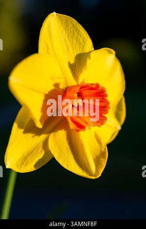 Narcissus 'Pipe Major' ein spätblühendes Narzissen mit gelben Blütenblättern und tieforanger Trompete. Stockfoto