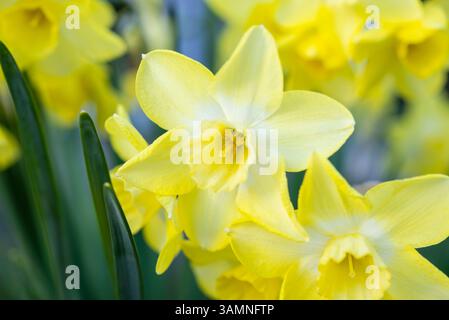 Narzissus 'Verdin' blüht im Frühjahr. Blassgelb duftende Narzissen mit hellerer Mitte Stockfoto