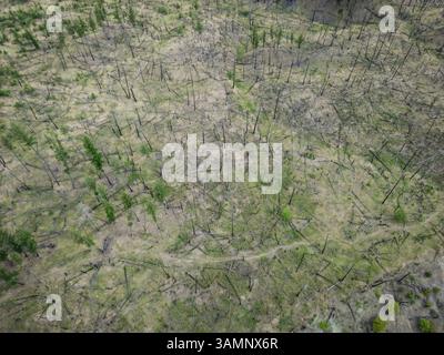 Luftaufnahme des sich erholenden Waldes mit verbrannten und umgestürzten Bäumen, Barriere, Kanada. Stockfoto