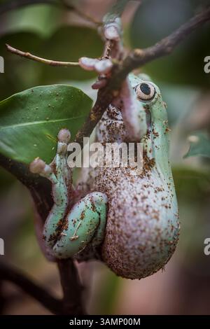 Australischer Blaubaumfrosch, Litoria (Litoria caerulea). Stockfoto