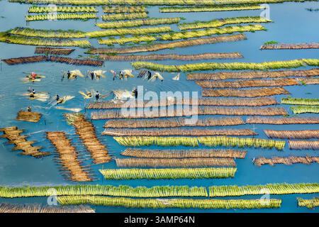 Luftaufnahme des Jute-Retting-Prozesses in ruhigem Wasser mit schönen Mustern, Piprul, Natore, Rajshahi, Bangladesch. Stockfoto