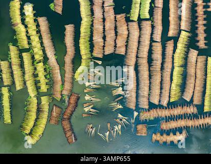 Aus der Vogelperspektive sehen Sie Jute in einem wunderschönen Sumpfgebiet mit komplizierten Mustern und Wasser, Piprul, Natore, Rajshahi, Bangladesch. Stockfoto