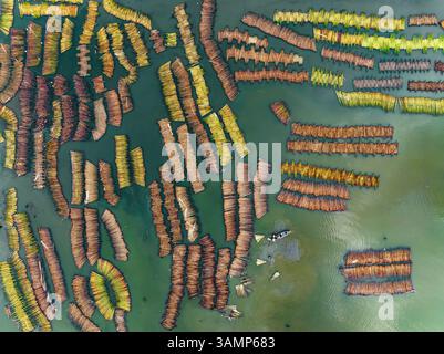 Luftaufnahme des Jute-Retting-Prozesses in ruhigem Wasser mit schönen Mustern, Piprul, Natore, Rajshahi, Bangladesch. Stockfoto