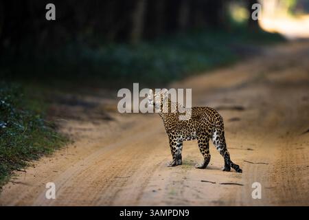 Sri Lanka Leopard im Wilpattu Nationalpark Stockfoto