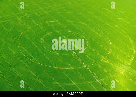 Luftaufnahme der Bewässerungsfelder mit leuchtenden grünen Mustern, Wyuna, Australien. Stockfoto