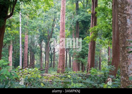 Die älteste Teakholzplantage der Welt wurde 1846 in der Nähe von Nilambur, Kerala, gegründet und zeigt Indiens forstwirtschaftliches Erbe mit seinem historischen Teakbaum Stockfoto