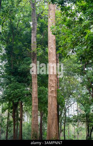Die älteste Teakholzplantage der Welt wurde 1846 in der Nähe von Nilambur, Kerala, gegründet und zeigt Indiens forstwirtschaftliches Erbe mit seinem historischen Teakbaum Stockfoto