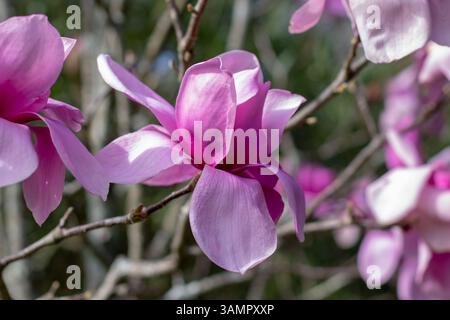 Magnolienbaum Frühlingsblüte. Laubmagnolie oder Tulpenbaum-Hybridblühpflanze im Frühlingsgarten. Tulpenbaum in Blüte. Elegantes Hellrosa o Stockfoto Magnolienbaum Frühlingsblüte. Laubmagnolie oder Tulpenbaum-Hybridblühpflanze im Frühlingsgarten. Tulpenbaum in Blüte. Elegantes Hellrosa o Stockfoto