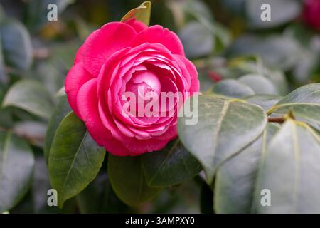 Wunderschöne rosa rosenartige Blume. Kamelienblume und grüne Blätter. Camellia japonica blühende Zierpflanze, immergrün. Glänzend grüne Blätter. Winter Stockfoto