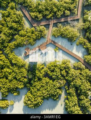 Blick aus der Vogelperspektive auf den üppigen Mangrovenwald mit Holzsteg in Jubail Mangrove, Abu Dhabi, Vereinigte Arabische Emirate. Stockfoto