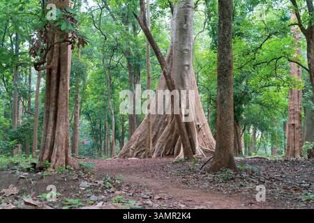 Die älteste Teakholzplantage der Welt wurde 1846 in der Nähe von Nilambur, Kerala, gegründet und zeigt Indiens forstwirtschaftliches Erbe mit seinem historischen Teakbaum Stockfoto