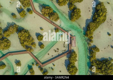 Luftaufnahme des Jubail Mangrove Walking Park in Abu Dhabi, Vereinigte Arabische Emirate. Stockfoto