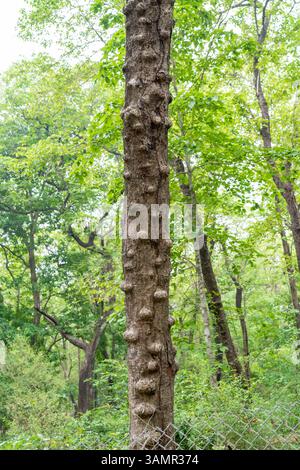 Die älteste Teakholzplantage der Welt wurde 1846 in der Nähe von Nilambur, Kerala, gegründet und zeigt Indiens forstwirtschaftliches Erbe mit seinem historischen Teakbaum Stockfoto