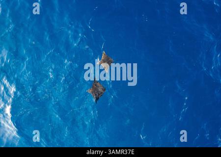 Aus der Vogelperspektive von zwei Mantarochen, die frei im blauen Ozean in der Nähe des Alifu Dhaalu Atolls, Alif Alif, Malediven schwimmen. Stockfoto