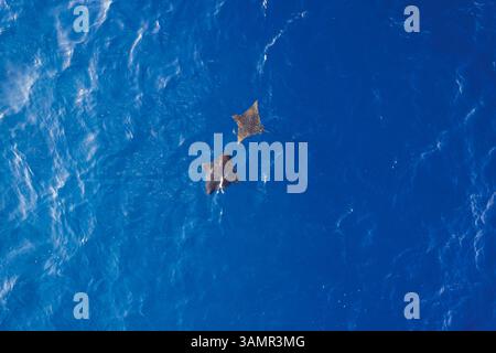 Aus der Vogelperspektive von zwei Mantarochen, die frei im blauen Ozean in der Nähe des Alifu Dhaalu Atolls, Alif Alif, Malediven schwimmen. Stockfoto