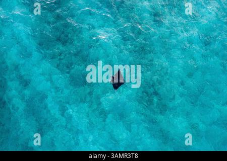 Aus der Vogelperspektive von zwei Mantarochen, die frei im blauen Ozean in der Nähe des Alifu Dhaalu Atolls, Alif Alif, Malediven schwimmen. Stockfoto