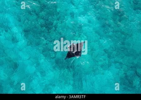 Aus der Vogelperspektive von zwei Mantarochen, die frei im blauen Ozean in der Nähe des Alifu Dhaalu Atolls, Alif Alif, Malediven schwimmen. Stockfoto