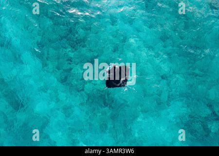 Aus der Vogelperspektive von zwei Mantarochen, die frei im blauen Ozean in der Nähe des Alifu Dhaalu Atolls, Alif Alif, Malediven schwimmen. Stockfoto