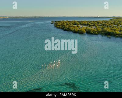 Vogelherde aus der Vogelperspektive im Jubail Mangrove Park in Abu Dhabi, Vereinigte Arabische Emirate. Stockfoto