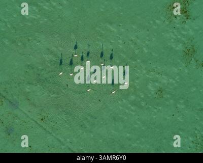 Vogelherde aus der Vogelperspektive im Jubail Mangrove Park in Abu Dhabi, Vereinigte Arabische Emirate. Stockfoto