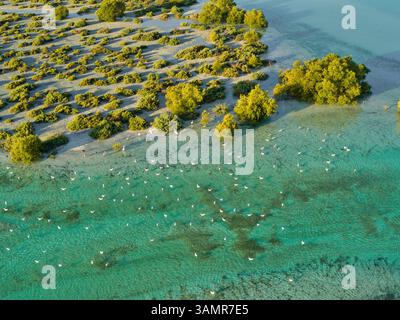 Vogelherde aus der Vogelperspektive im Jubail Mangrove Park in Abu Dhabi, Vereinigte Arabische Emirate. Stockfoto