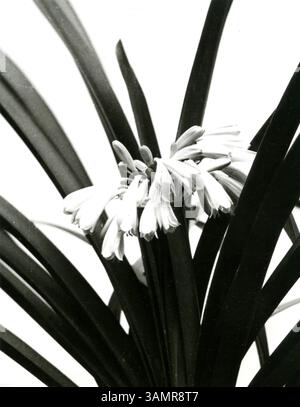 Elegantes Schwarz-weiß-Foto von Blooming Clivia miniata - zeitlose Minimalist Botanical Art, Keqin BI, 1983 Stockfoto