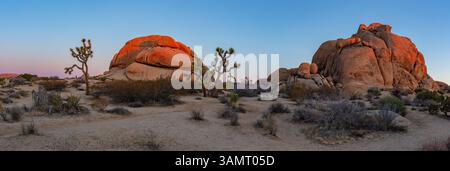 Joshua Bäume und Felsformationen im Joshua Tree National Park während eines wunderschönen Sonnenaufgangs. Stockfoto