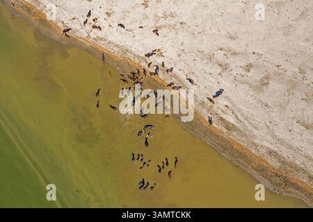 Aus der Vogelperspektive eines Rindes, das den Brahmaputra-Fluss von einer Sandküste aus überquert, Sariakandi, Provinz Rajshahi, Bangladesch. Stockfoto