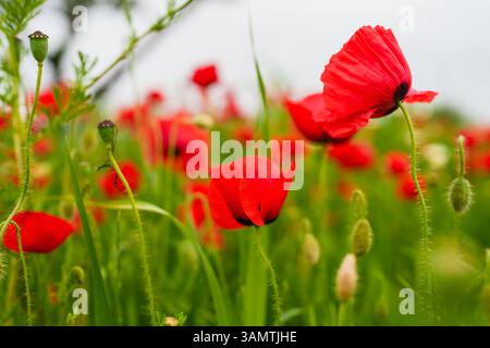 Markante rote Mohnblumen bilden einen schönen Kontrast zu üppigem Gras und einem dramatischen Himmel. Stockfoto