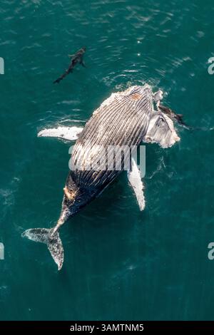 Aus der Vogelperspektive sehen Sie große weiße Haie, die einen Buckelwal im Indischen Ozean, Westkap, Südafrika fressen. Stockfoto