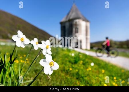 Narzissen auf der Wiese, im Hintergrund eine Frau, die am Teufelsturm radelt, ehemaliger Burggarten, Soteska, Dolenjska Region, Slowenien Stockfoto
