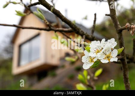 Idyllisches Holzhaus mit blühendem Kirschbaum im Garten im Weinanbaugebiet Dolenjske Toplice, Slowenien Stockfoto