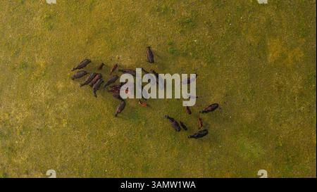 Aus der Vogelperspektive einer Herde von Schwarzen Angus-Kühen, die auf den Hügeln in der Nähe von Rossoreggio, Emilia-Romagna, Italien weiden. Stockfoto