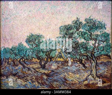 La Cueillette des Olives (Olivenernte) von Vincent Van Gogh 1853 - 1890. . Öl auf Leinwand, Dezember 1889. In der Basil & Elise Goulandris Foundation Stockfoto
