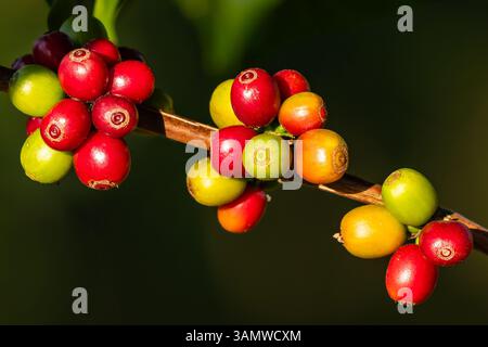 Nahaufnahme farbenfroher Kaffeekirschen in verschiedenen Reifestadien auf einem Zweig, hervorgehoben durch natürliches Sonnenlicht in einer Kaffeeplantage. Stockfoto