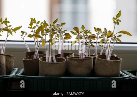 Tomatensämlinge in Papiertöpfen auf Fensterbank Stockfoto