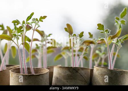 Tomatensämlinge in umweltfreundlichen Papiertöpfen Stockfoto