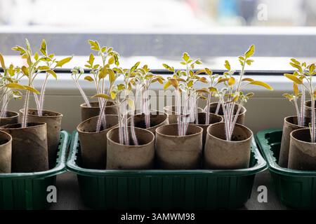 ECO Tomatensämlinge in recycelten Papiertöpfen von Fenster Stockfoto