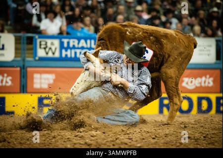 Dezember 2013 - Las Vegas, Nevada, U.. S - Steer Wrestler - MATT REEVES, Cross Plains, Texas. Aktueller NFR-Stand nach Leistung Nr. 9 – 1. (Bild: © Janet Kotwas/ZUMAPRESS.com) Stockfoto