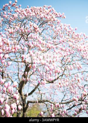 Lebendiger Magnolienbaum in voller Blüte – atemberaubende rosafarbene Blüten vor einem klaren blauen Himmel, die die Erneuerung des Frühlings und die natürliche Romantik einfangen Stockfoto