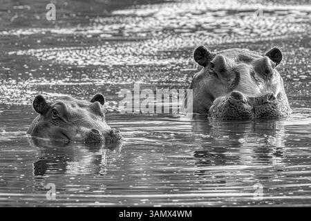 Nilpferd im Wasser, Hwange, Simbabwe Stockfoto