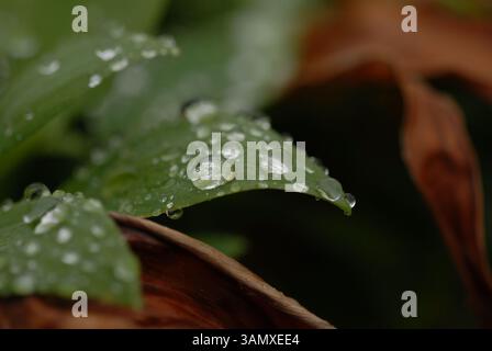Nahaufnahme mehrerer taufälliger Blätter nach einem regnerischen Tag. Stockfoto