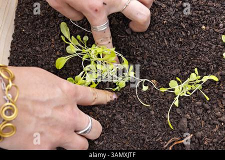 Eine junge Frau pflanzt Salatpflanzen im Hochgartenbeet Stockfoto