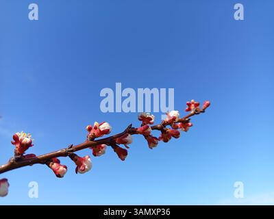 Aprikosenzweig in Frühblüte vor klarem blauem Himmel. Stockfoto