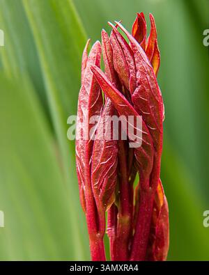 Makroansicht eines leuchtend roten Pflanzenknospens mit detaillierten Texturen vor einem kontrastierenden grünen Hintergrund. Das Bild unterstreicht die Schönheit der Natur. Stockfoto