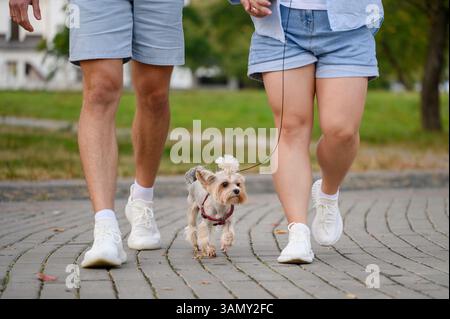Mann und Frau Beine und süßer Yorkshire Terrierhund, der an der Leine auf dem Bürgersteig neben seinen Besitzern läuft, Nahaufnahme. Hundespaziergang in der Stadt Stockfoto