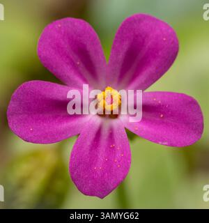 Rosa Oxalis articulata Blume Makro, Nahaufnahme der wilden Blüte im Frühling Stockfoto