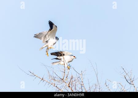 Zwei umworfene schwarze Drachen, einer auf einem kleinen Dornbusch und ein anderer, der noch im Flug ist, um sich zu setzen, vor einem blassblauen Himmel im Krug Stockfoto